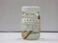 藏品(美尾(魚銜))的圖片